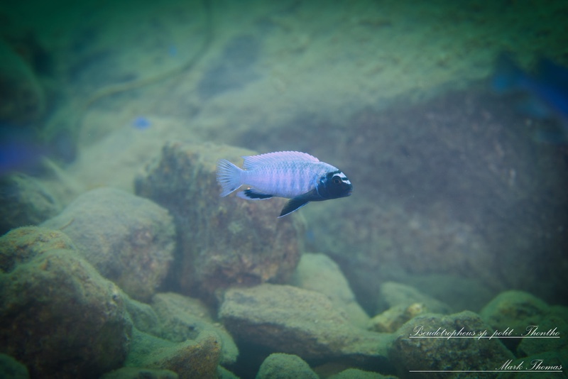 Pseudotropheus sp. 'polit' Lion's Cove